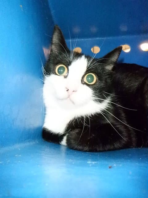 Jazmine - Domestic Short Hair