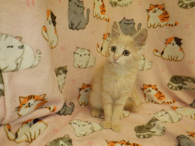 Unknown - Domestic Medium Hair