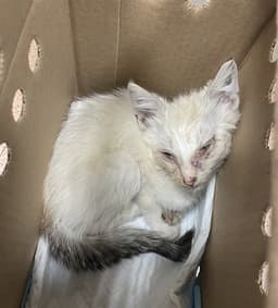 Foxie image 1