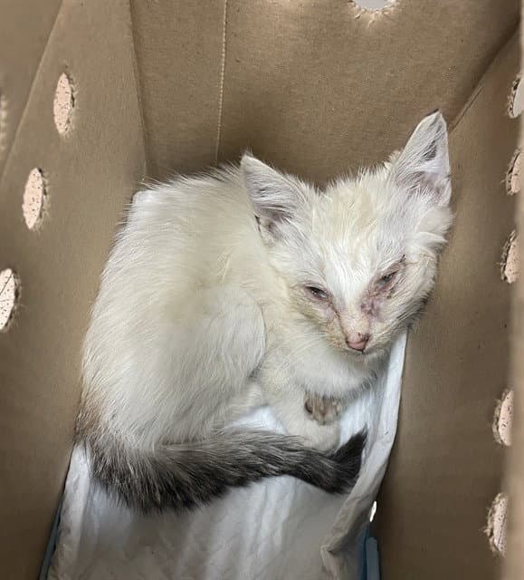 Foxie - Domestic Medium Hair