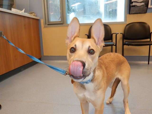 Vito - Belgian Shepherd Malinois