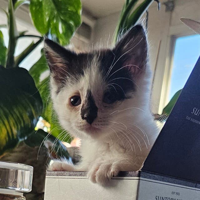 Theo - Domestic Short Hair
