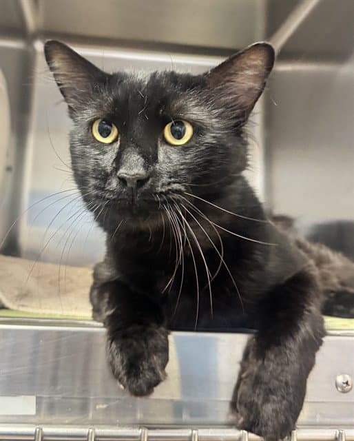 Lorenzo - Domestic Medium Hair