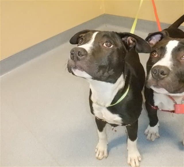 Kitana - Pit Bull Terrier