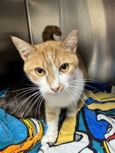 Chester - Domestic Short Hair