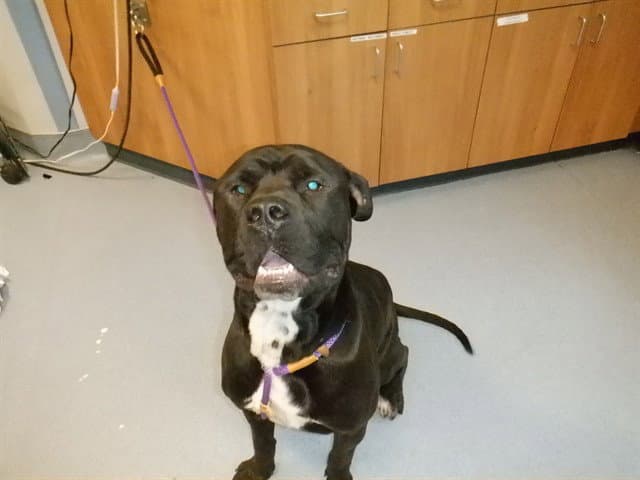 Unknown - Cane Corso Mastiff