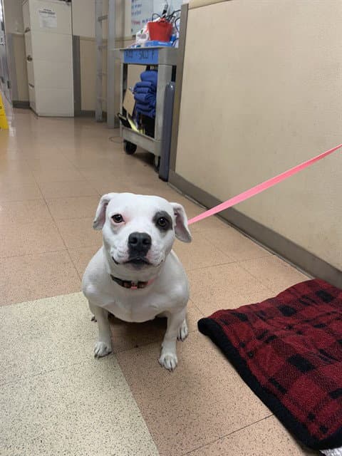 Sheba - Pit Bull Terrier