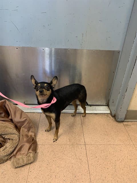 Little One - Chihuahua