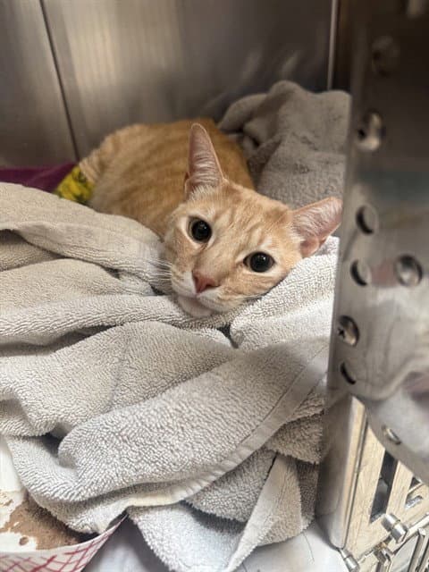 Thor - Domestic Short Hair