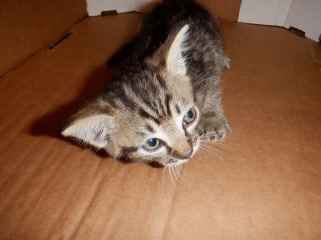 Moose - Domestic Short Hair