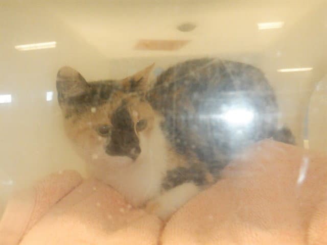 Unknown - Domestic Short Hair