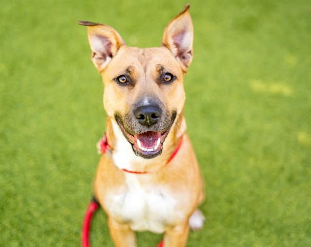 Carly - Pit Bull Terrier