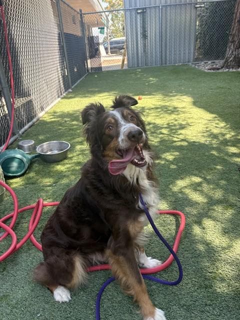 Niklaus - Australian Shepherd