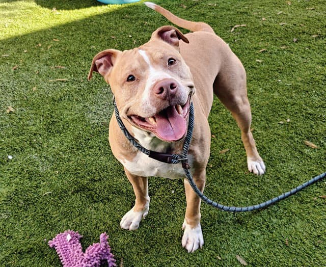 Eddie - Pit Bull Terrier
