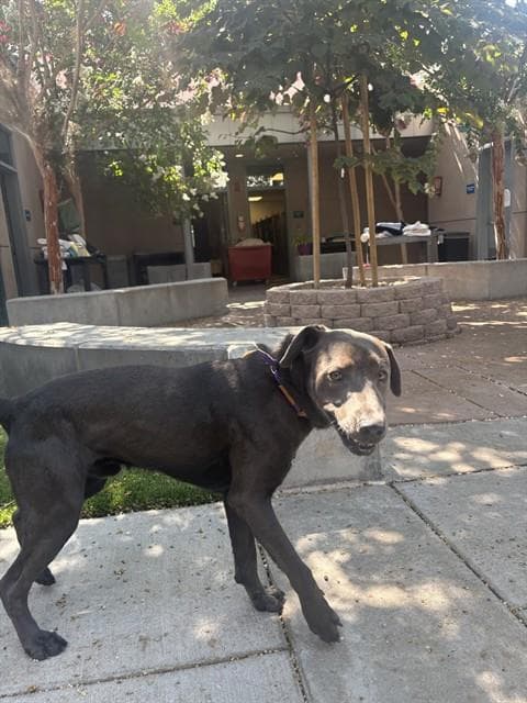 Silver - Labrador Retriever