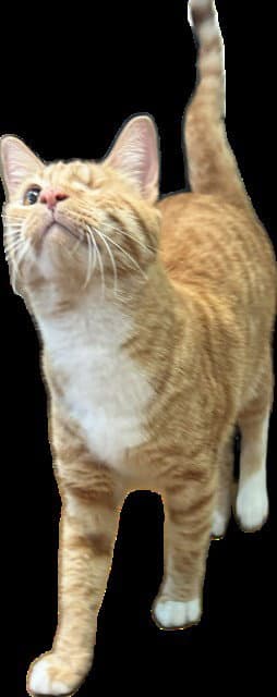 One Eye Willy - Domestic Short Hair