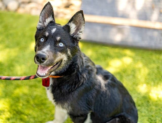 Hawk - Siberian Husky