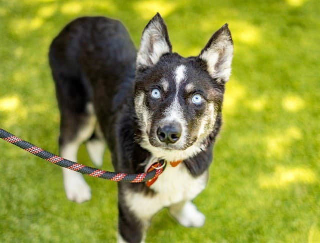 Bluebell - Siberian Husky