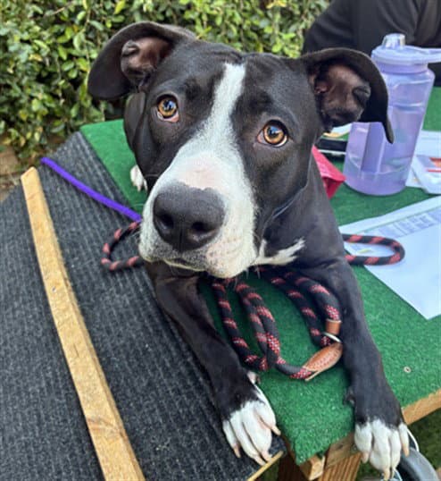Morticia - Pit Bull Terrier