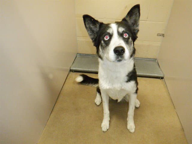 Licorice - Border Collie