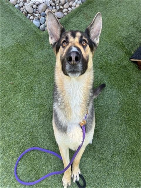Jalapeno - German Shepherd Dog