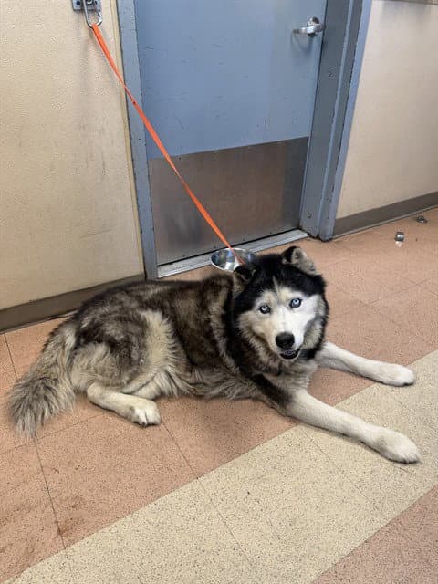 Zeus - Siberian Husky