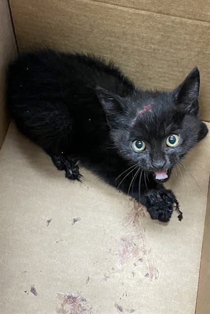 Grease Monkey - Domestic Short Hair
