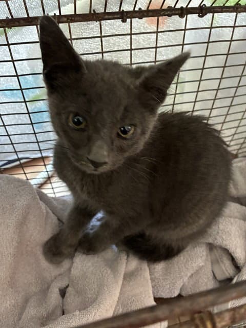 Loki - Domestic Short Hair