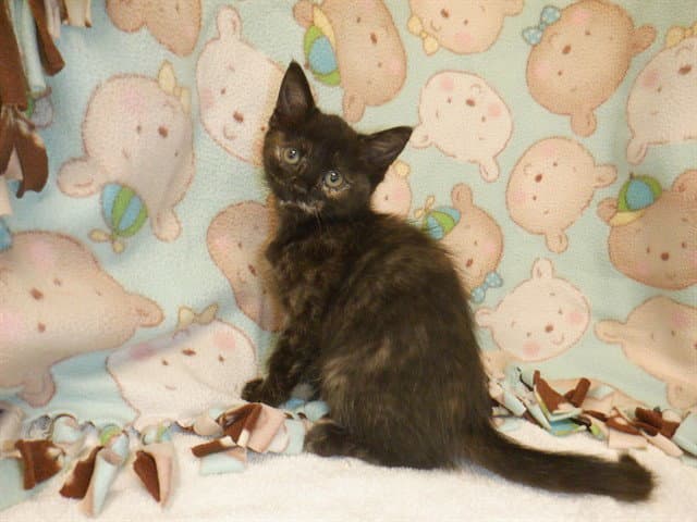 Taro - Domestic Short Hair