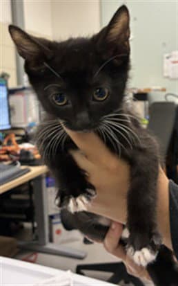 Unknown - Domestic Short Hair