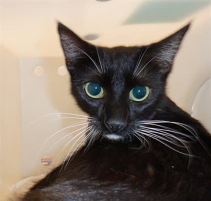 Unknown - Domestic Short Hair
