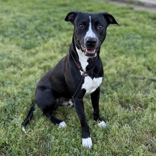 Hank - Pit Bull Terrier