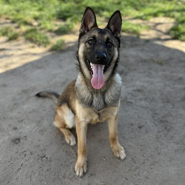 Dolly - German Shepherd Dog