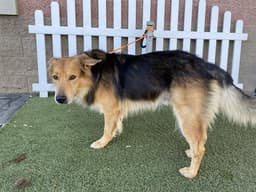 Buddy image 1