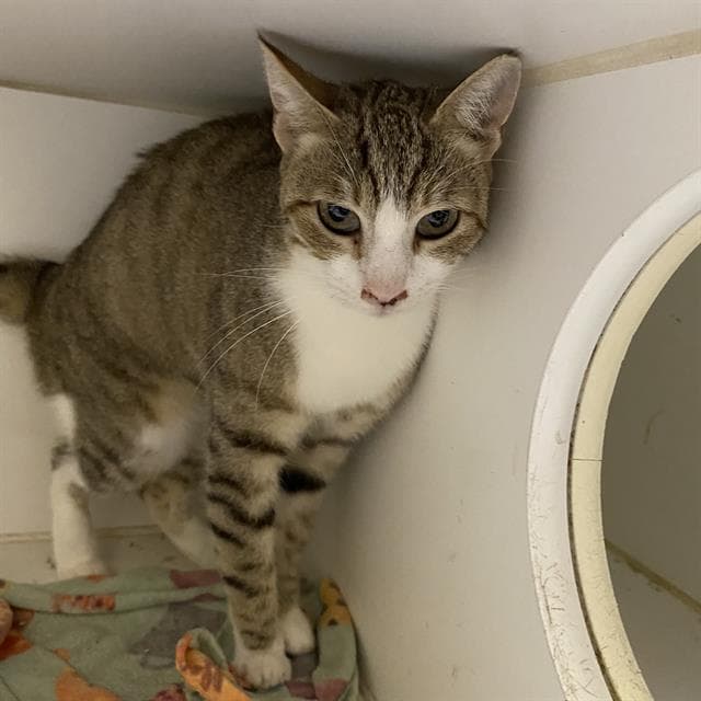 Unknown - Domestic Short Hair