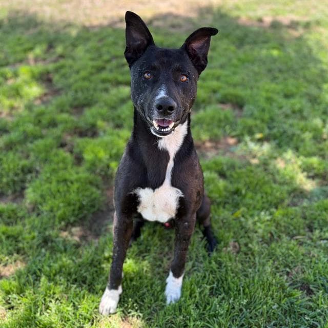 Gus - Border Collie