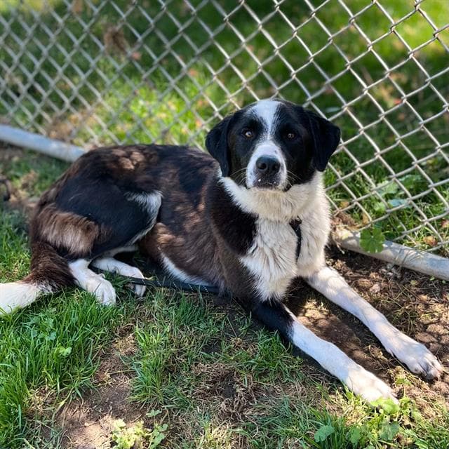 Krissy - Border Collie
