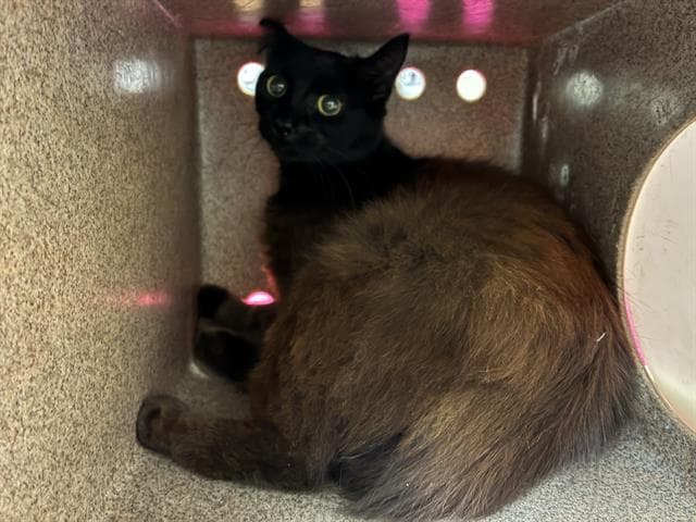 Unknown - Domestic Short Hair