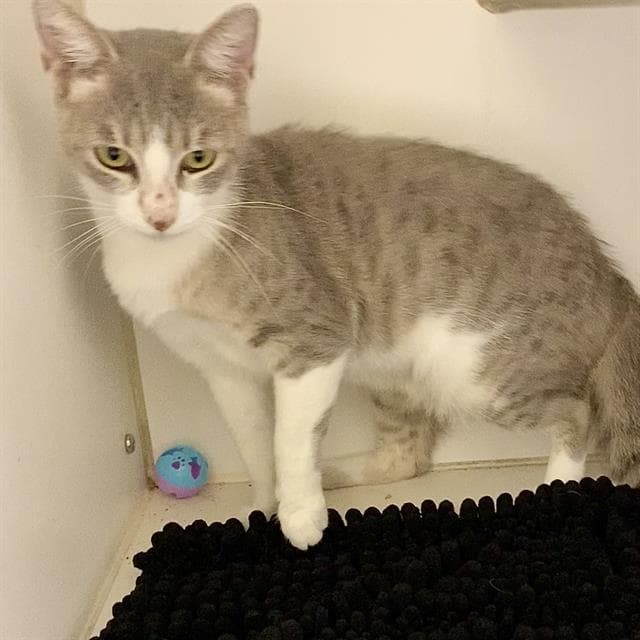 Unknown - Domestic Short Hair