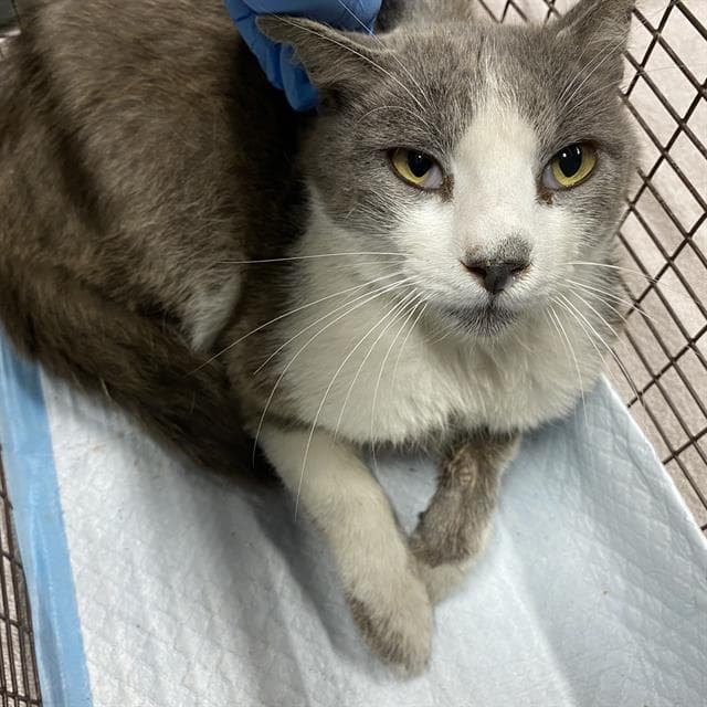 Unknown - Domestic Short Hair