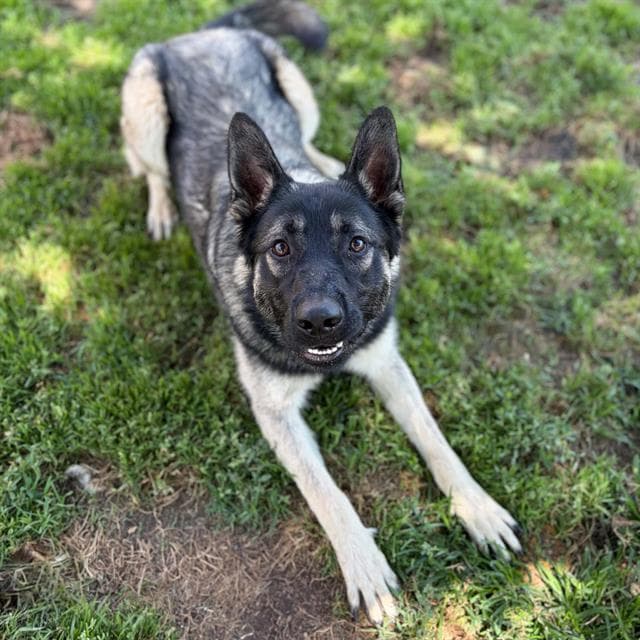 Hollander - German Shepherd Dog