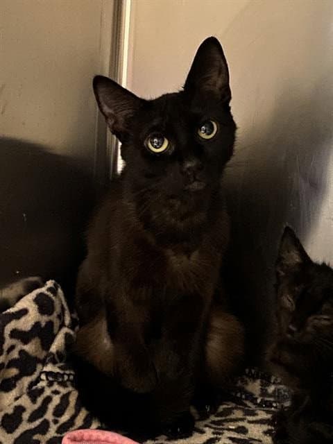 Unknown - Domestic Short Hair