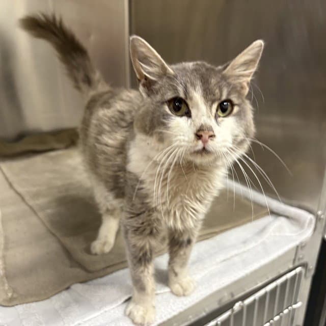 Tigger - Domestic Long Hair