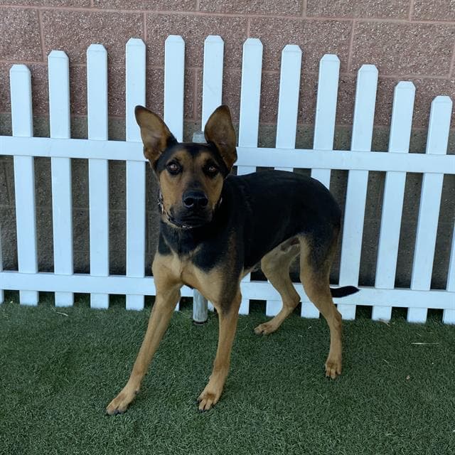 Chief - Doberman Pinscher