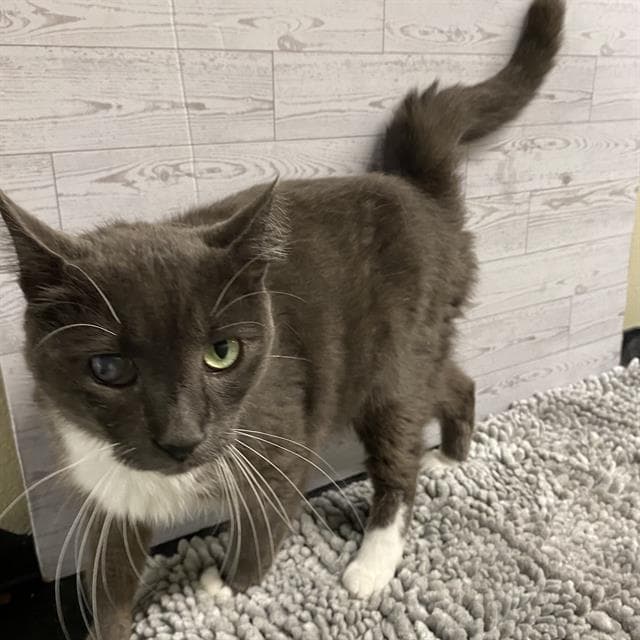 Horon - Domestic Short Hair