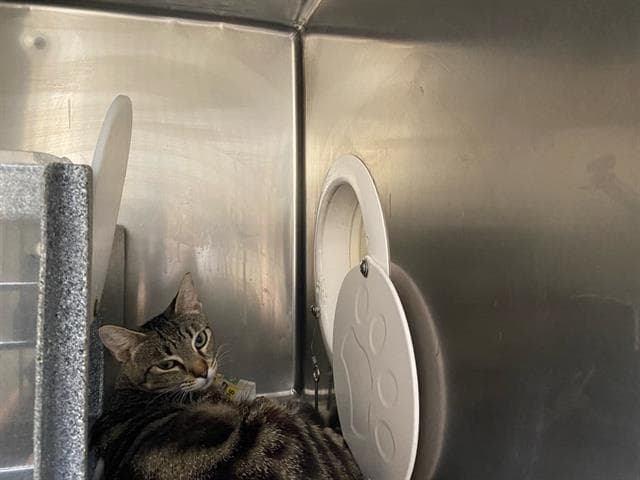 Unknown - Domestic Short Hair