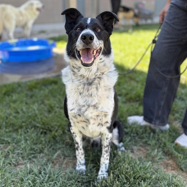 Cletis - Border Collie
