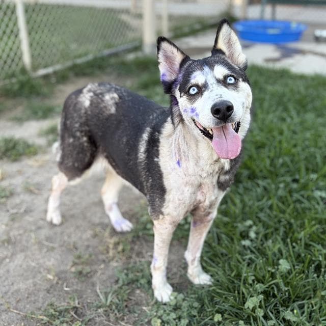 Unknown - Siberian Husky