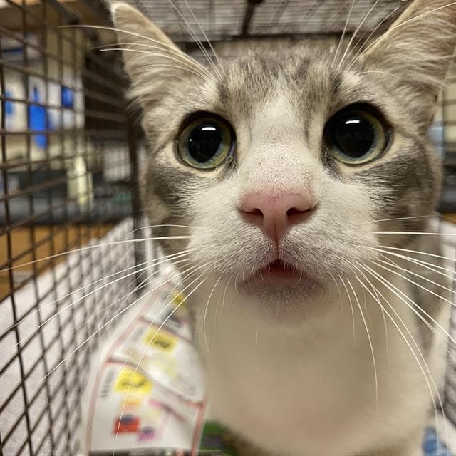 Unknown - Domestic Short Hair