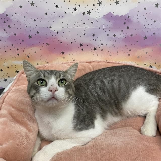 Unknown - Domestic Short Hair